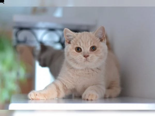 british shorthair cuccioli con pedigree anfi | Foto 2