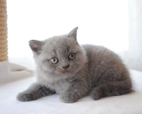 british shorthair cuccioli con pedigree anfi | Foto 1