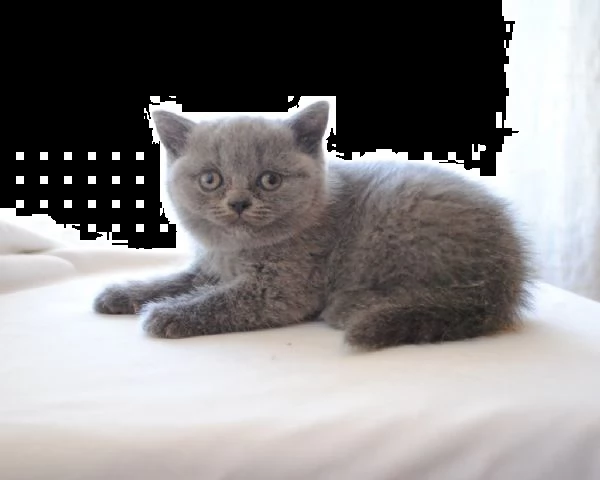 british shorthair cuccioli con pedigree anfi | Foto 0