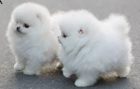 cuccioli di volpino pomerania 