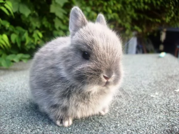 cuccioli di conigli alaska