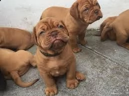 cucciolo di dogue de bordeaux tenerissimi intrigantissimi e buonissimi di 70 giorni sia maschi che f