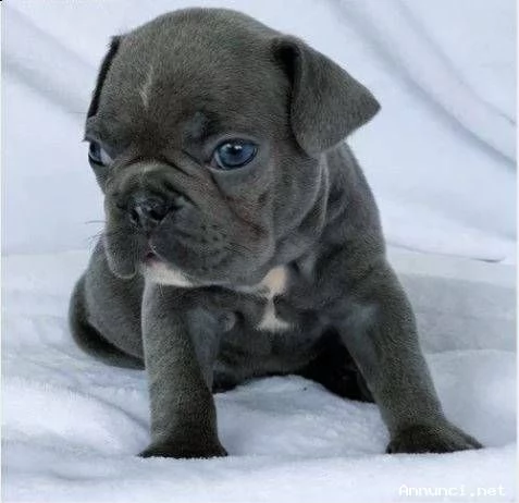 vendita cucciolo cuccioli bulldog francesse blu