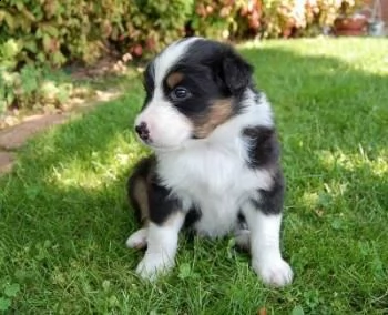 adorabili cuccioli di australiano pastore