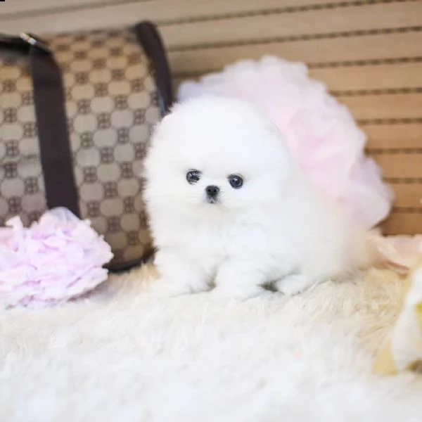 cuccioli di pomerania mini tazza da tè