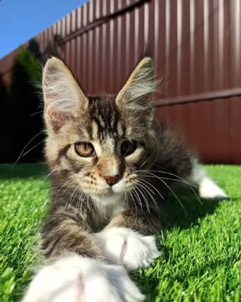 gattini coon del maine in cerca di case amorevoli | Foto 0