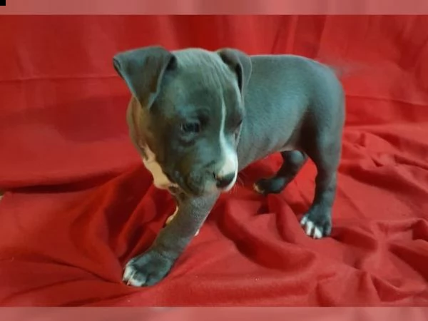 staffordshire bull terrier cuccioli