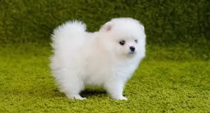 pomeranian cuccioli