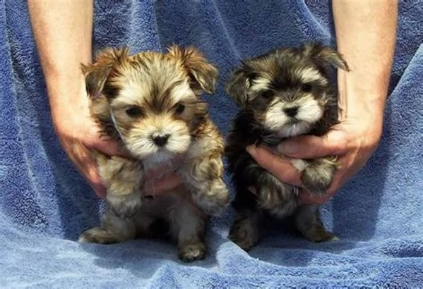 adorabili cuccioli di yorkie