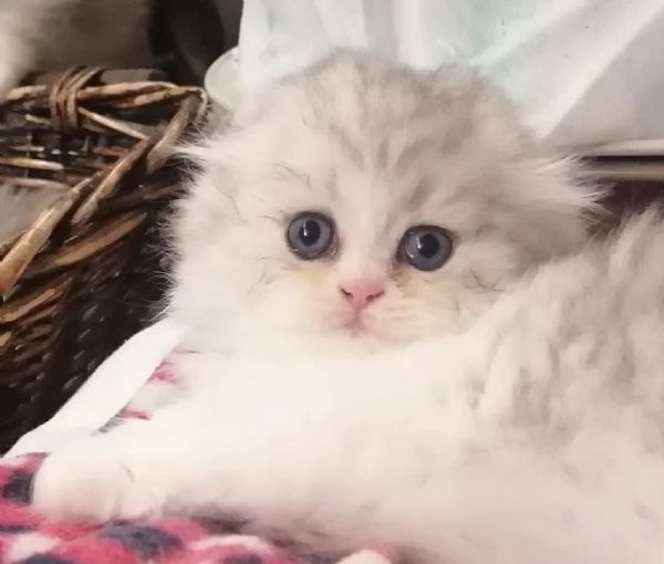  Cuccioli, Scottish hingland longhair 