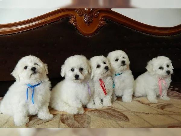 cucciolo di bichon maschio e femmina