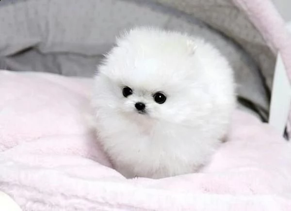 splendido cucciolo di spitz / pomerania in miniatura