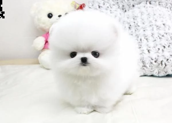 cuccioli di pomerania 