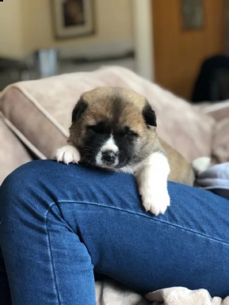 cucciolo di akita americano disponibile per adozione gratuita, | Foto 0