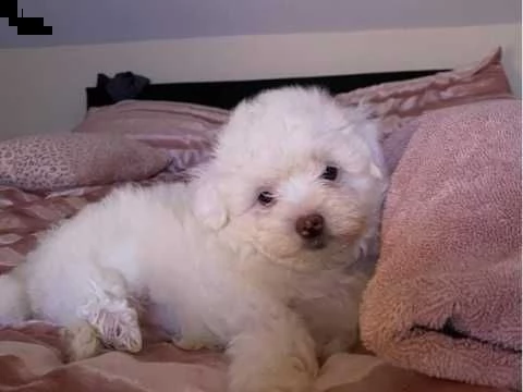 prenotazioni cuccioli bichon frise per natale