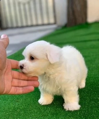 prenotazioni cuccioli bichon frise per natale | Foto 1