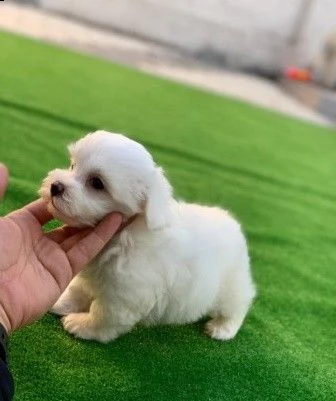 prenotazioni cuccioli bichon frise per natale | Foto 0