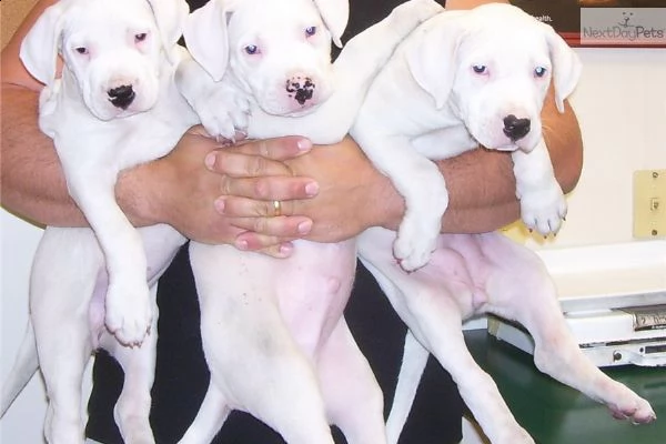 dogo argentino di 3 mesi