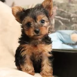 yorkie kuccioli