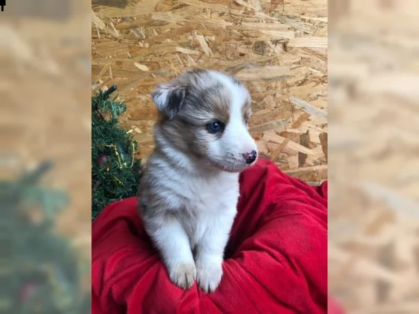 australian shepherd