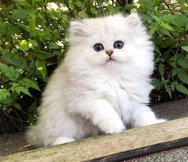 cuccioli persiani disponibili | Foto 0