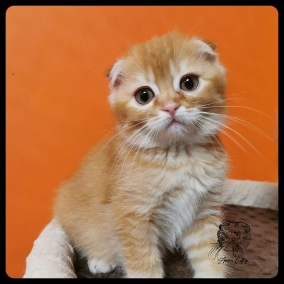 3 scottish fold di 2 mesi | Foto 1