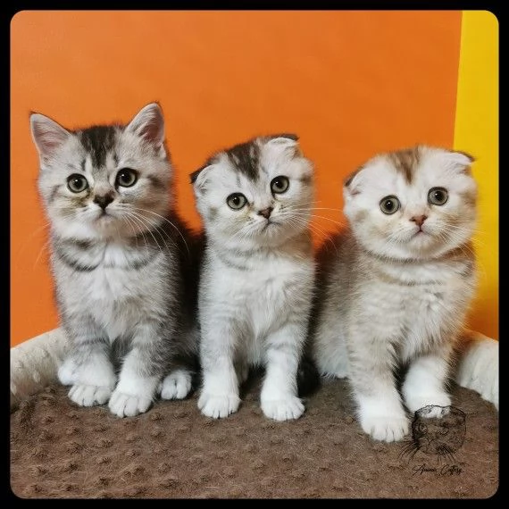 3 scottish fold di 2 mesi