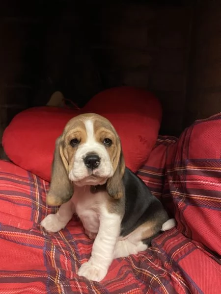 Cuccioli di Beagle tricolore | Foto 3