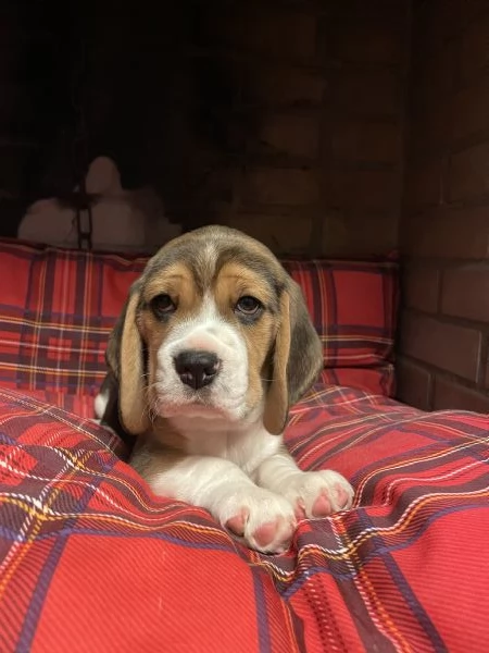 Cuccioli di Beagle tricolore | Foto 2