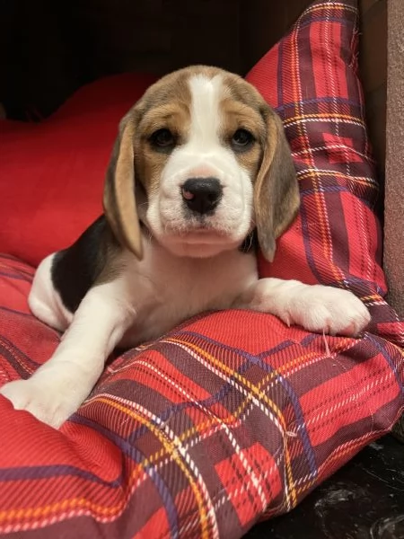 Cuccioli di Beagle tricolore | Foto 1