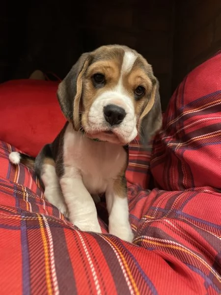 Cuccioli di Beagle tricolore