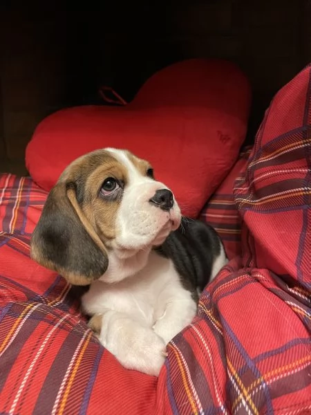 Cuccioli di Beagle tricolore | Foto 0