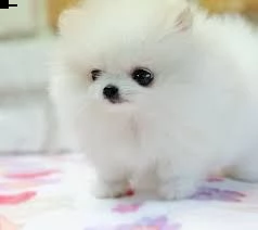 cuccioli di boo dello zwergspitz pomeraniano