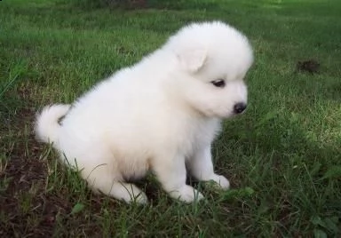 adorabili cuccioli di samoiedo femminucce e maschietti disponibili per l'adozione gratuita i cucciol