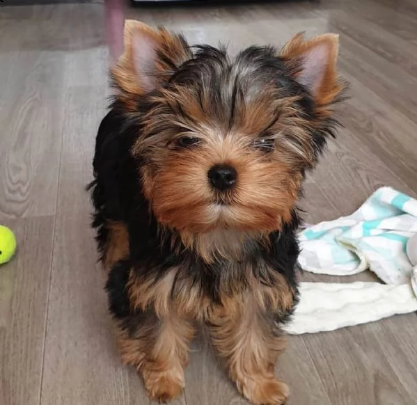 cuccioli maschi e femmine dello yorkshire.