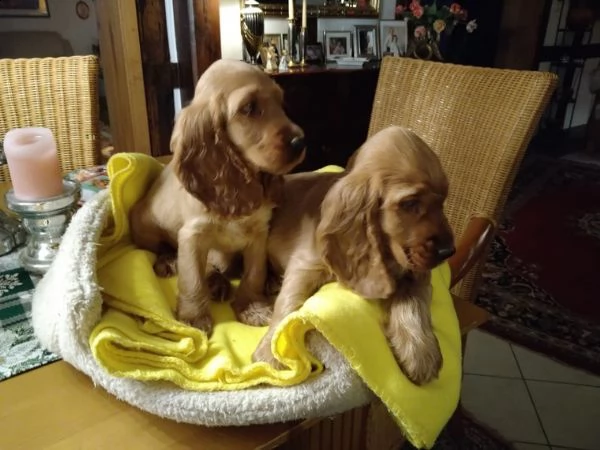 cucciolo di cocker spaniel straordinariamente bello