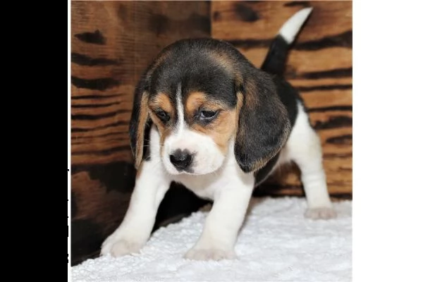 cuccioli di beagle tricolore