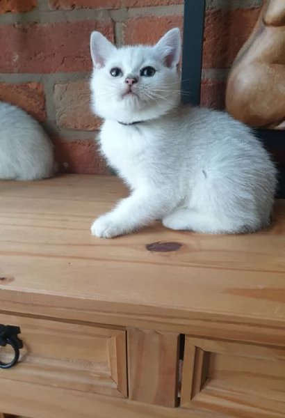 gattini british shorthair in vendita | Foto 0