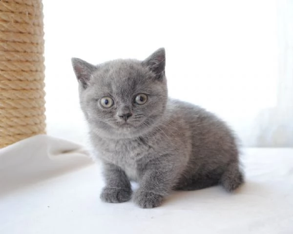 bellissimi cuccioli british shorthair blu | Foto 2