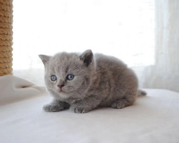 bellissimi cuccioli british shorthair blu | Foto 0