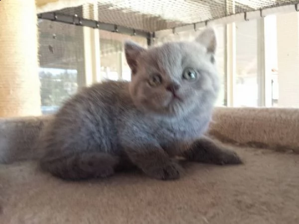 cuccioli british shorthair | Foto 0