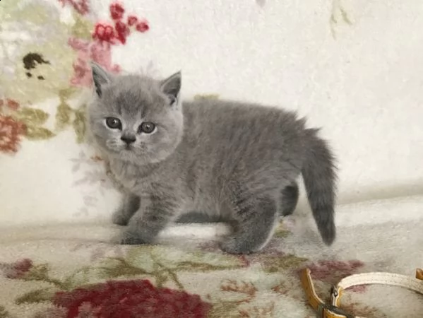 cuccioli di british shorthair maschi e femmine 