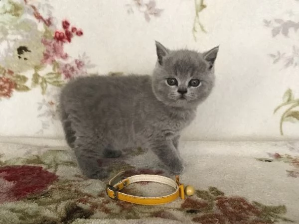 cuccioli di british shorthair maschi e femmine  | Foto 2