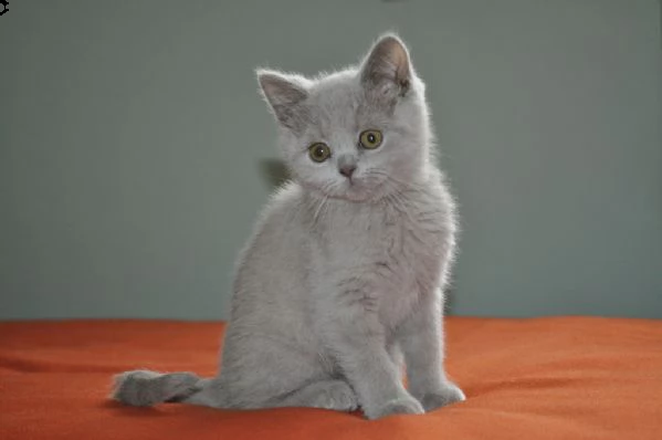 cuccioli di british shorthair maschi e femmine  | Foto 1