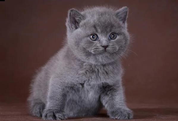 cuccioli di british shorthair maschi e femmine  | Foto 0