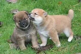 email : ameliajefferson80[at]gmail[.com] adorabili cuccioli di shiba-inu femminucce e maschietti disponib