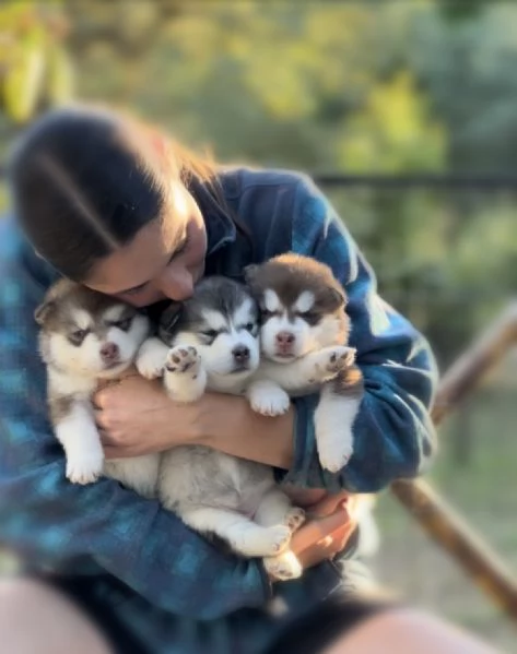 Cuccioli di alaskan malamute 