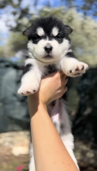 Cuccioli di alaskan malamute  | Foto 1