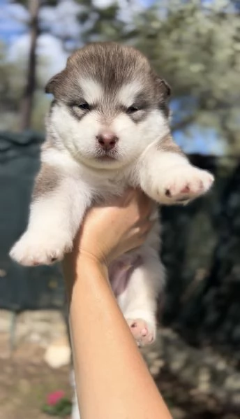 Cuccioli di alaskan malamute  | Foto 0