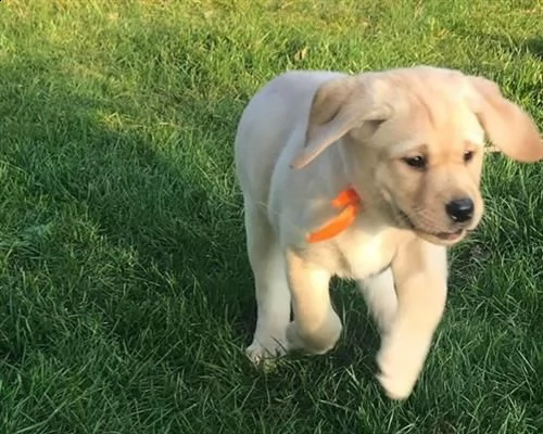 cuccioli labrador retriever